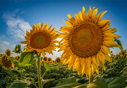 two sunflowers with blue sky background