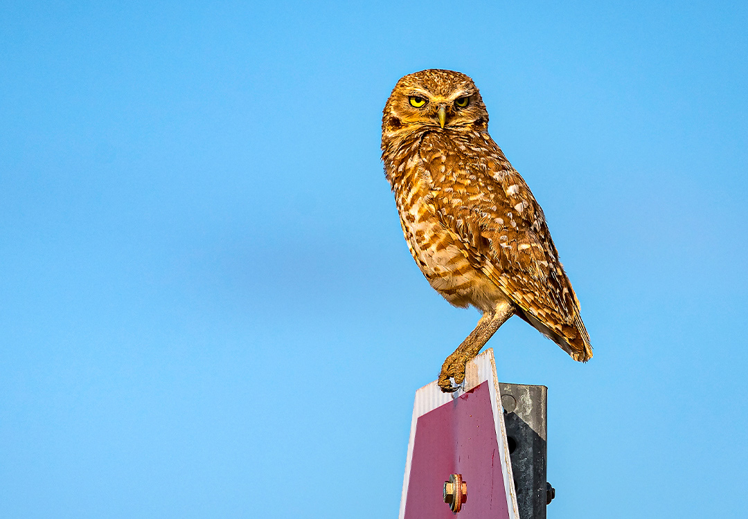 owl perched on top of a sign