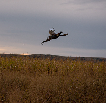 a pheasant flying