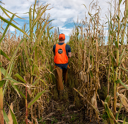 a hunter walking through the corn field
