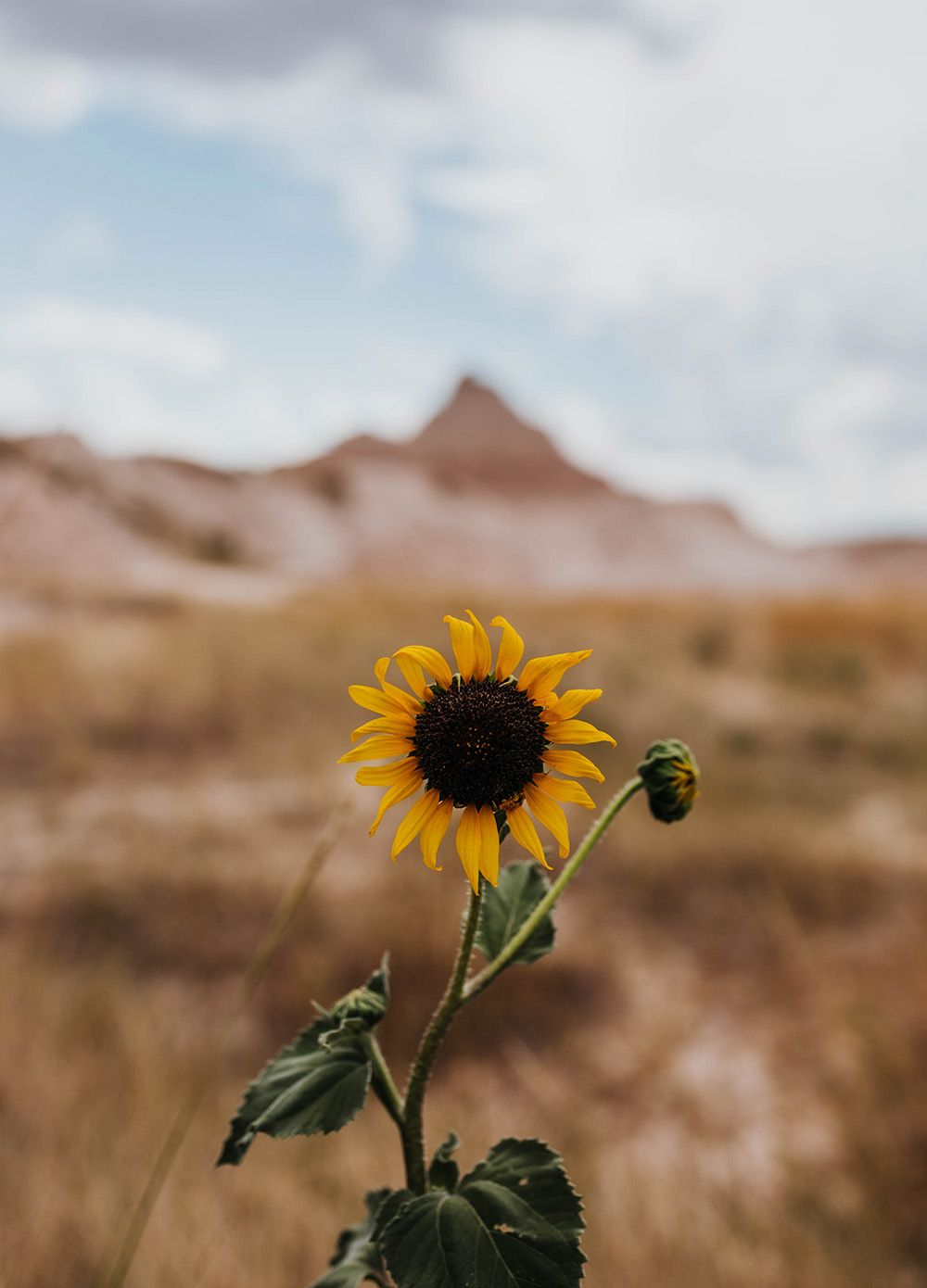 A close up of a sunflower